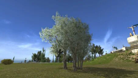 Small Grove of Early Spring Trees