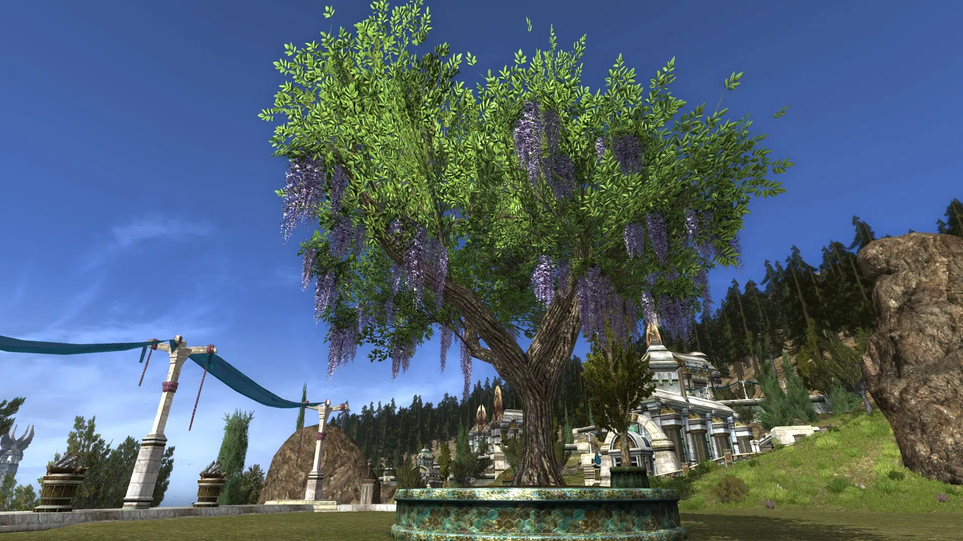 Large Potted Wisteria