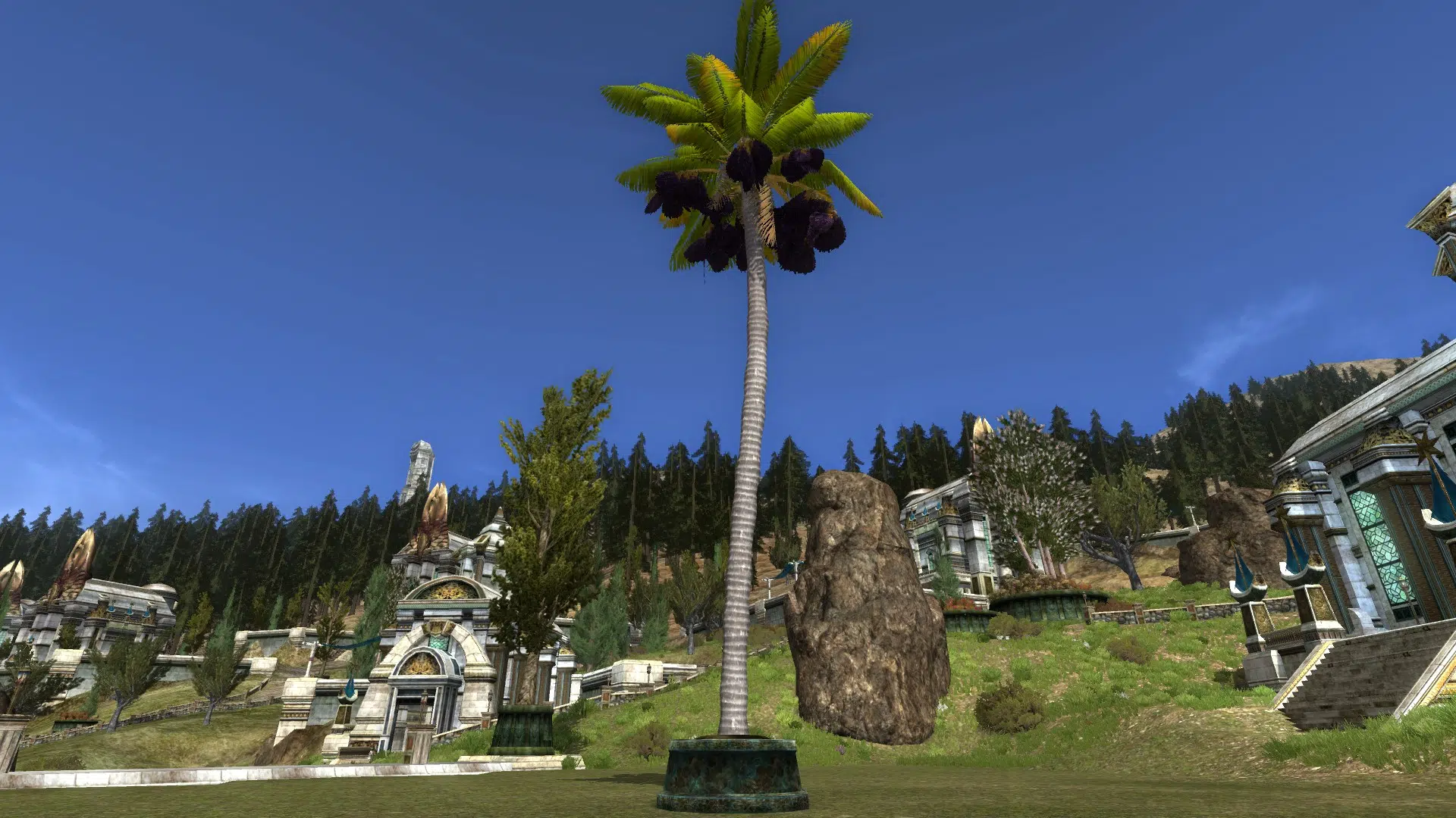 Large Potted Açai Palm