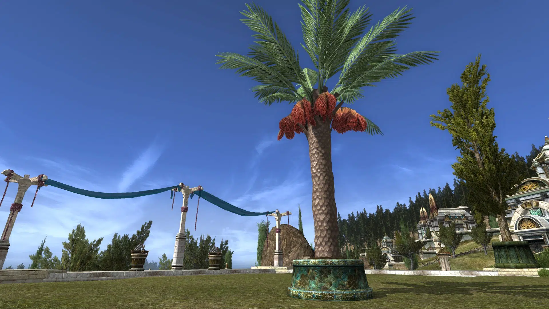 Medium Potted Date Palm