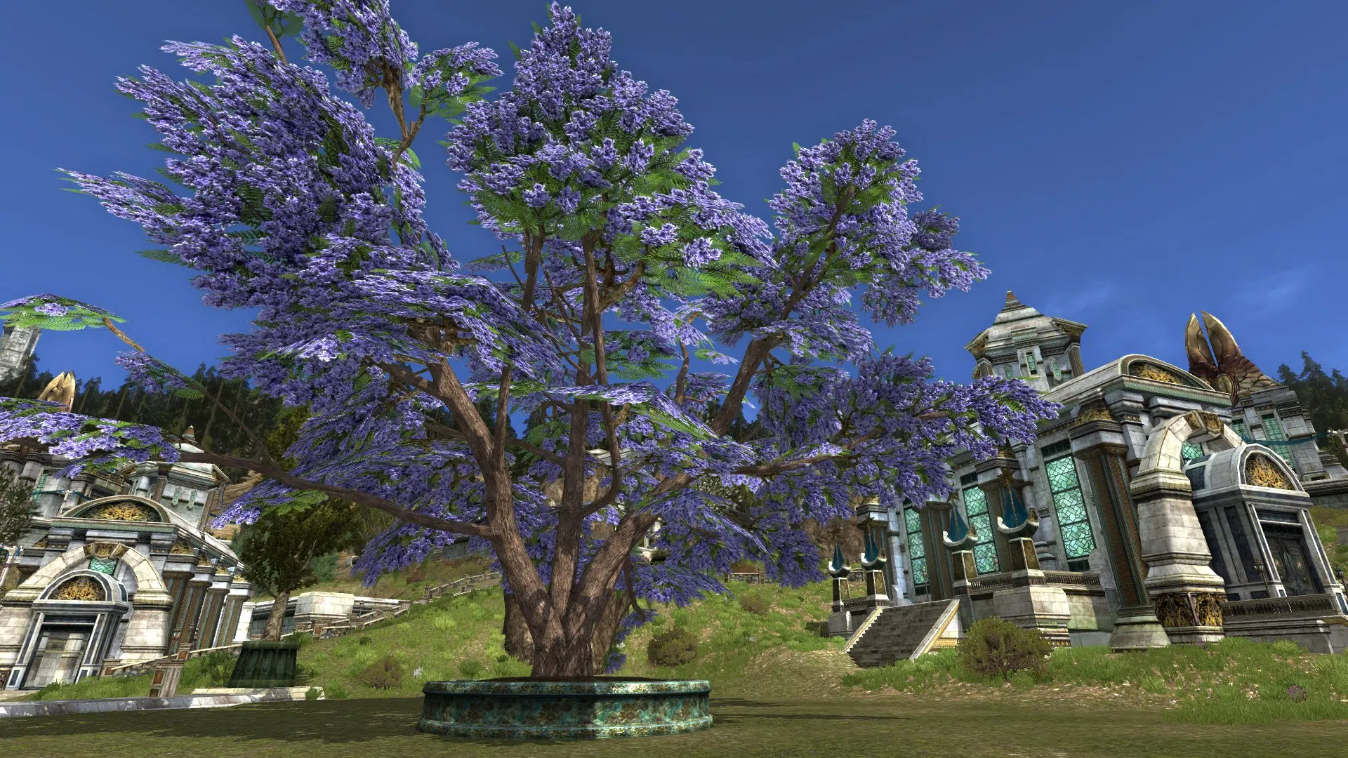 Large Potted Flowering Jacaranda