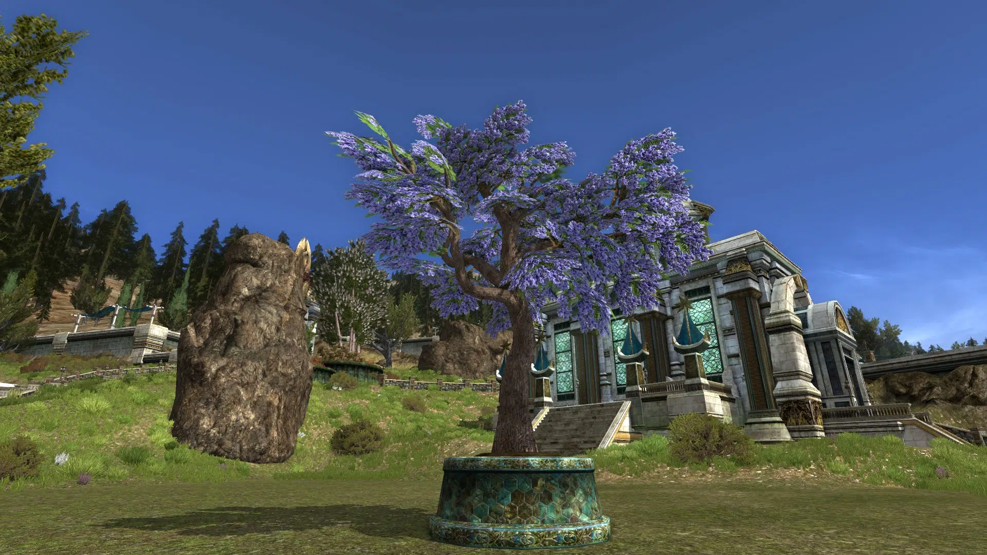 Small Potted Flowering Jacaranda