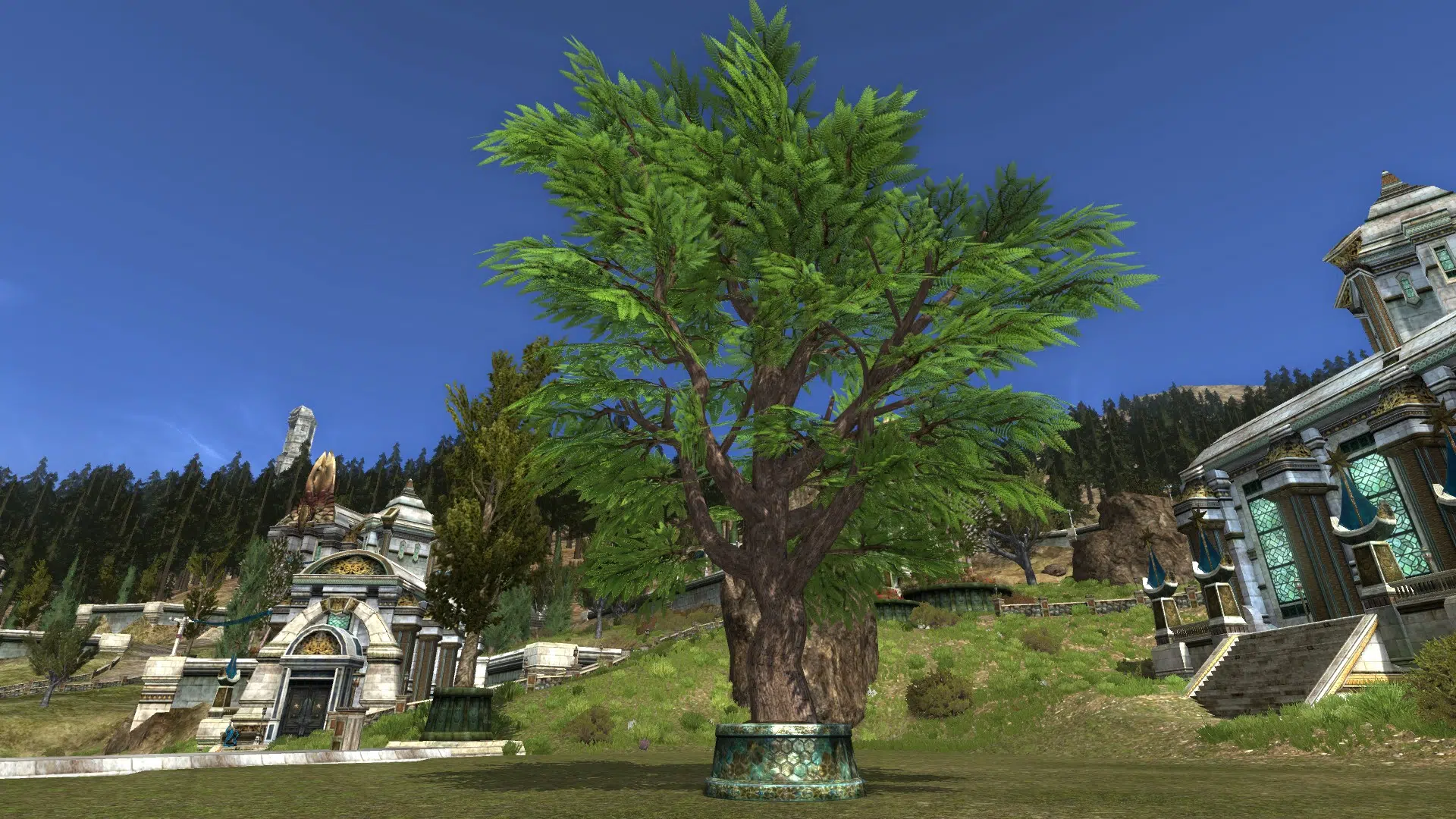 Medium Potted Jacaranda