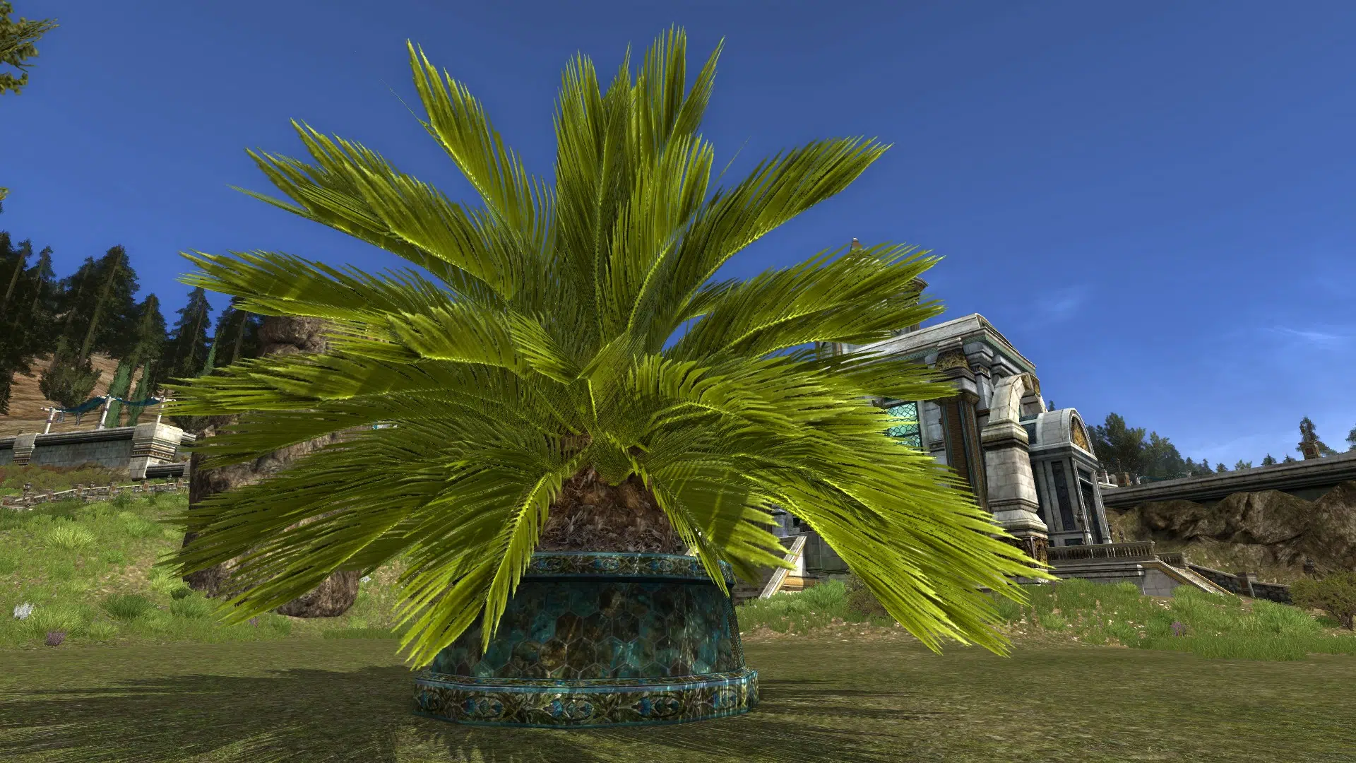 Large Potted Sago Palm