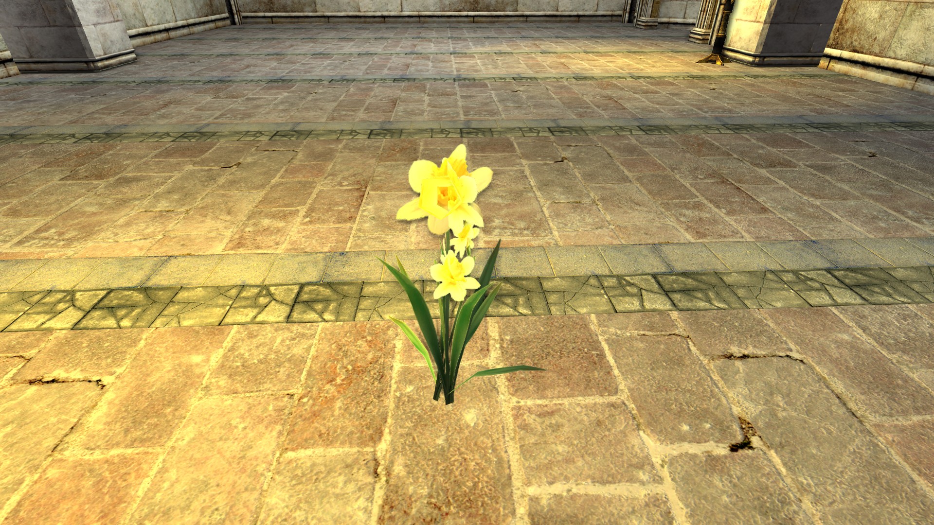 Daffodil Plant