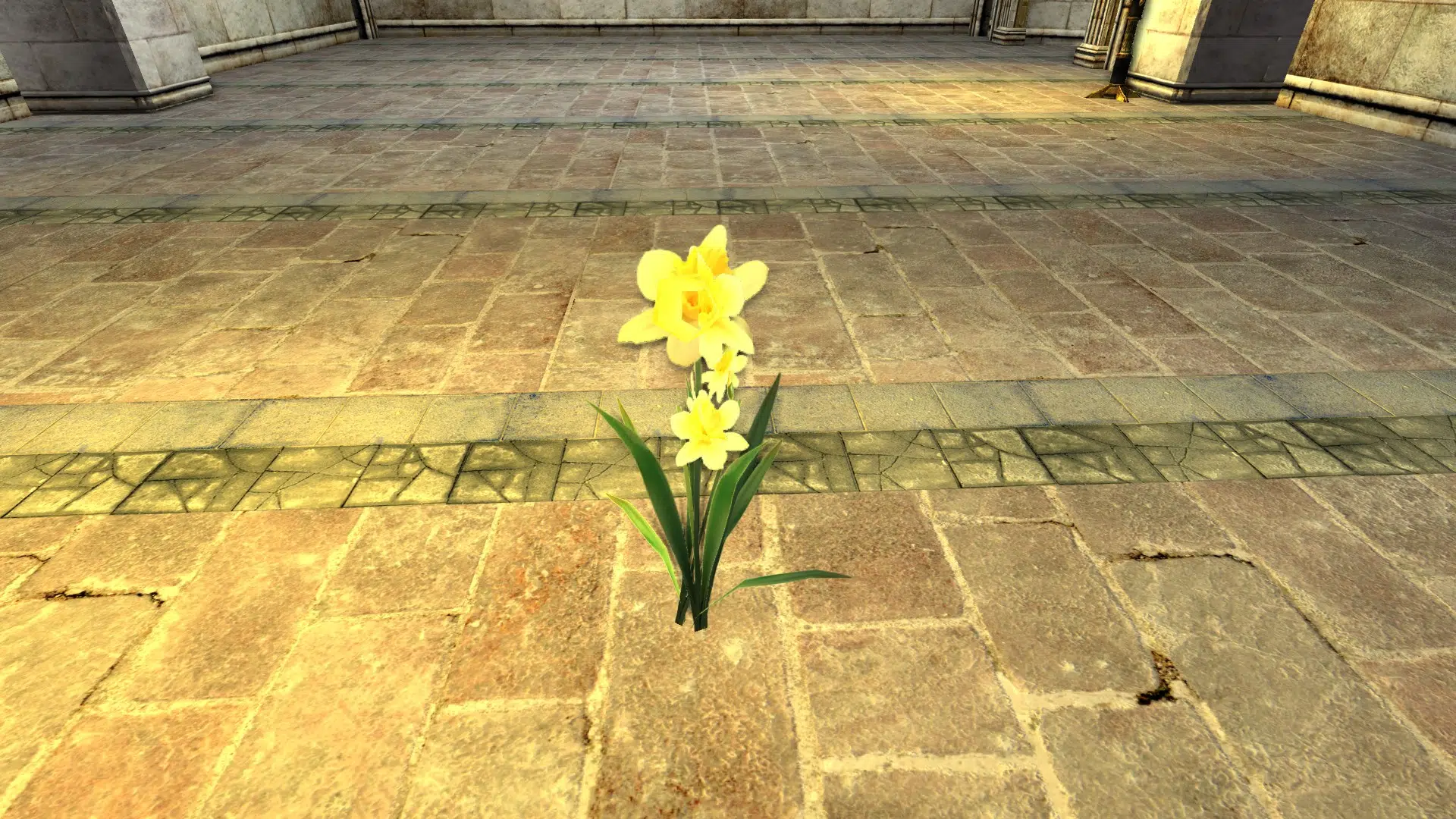 Daffodil Plant