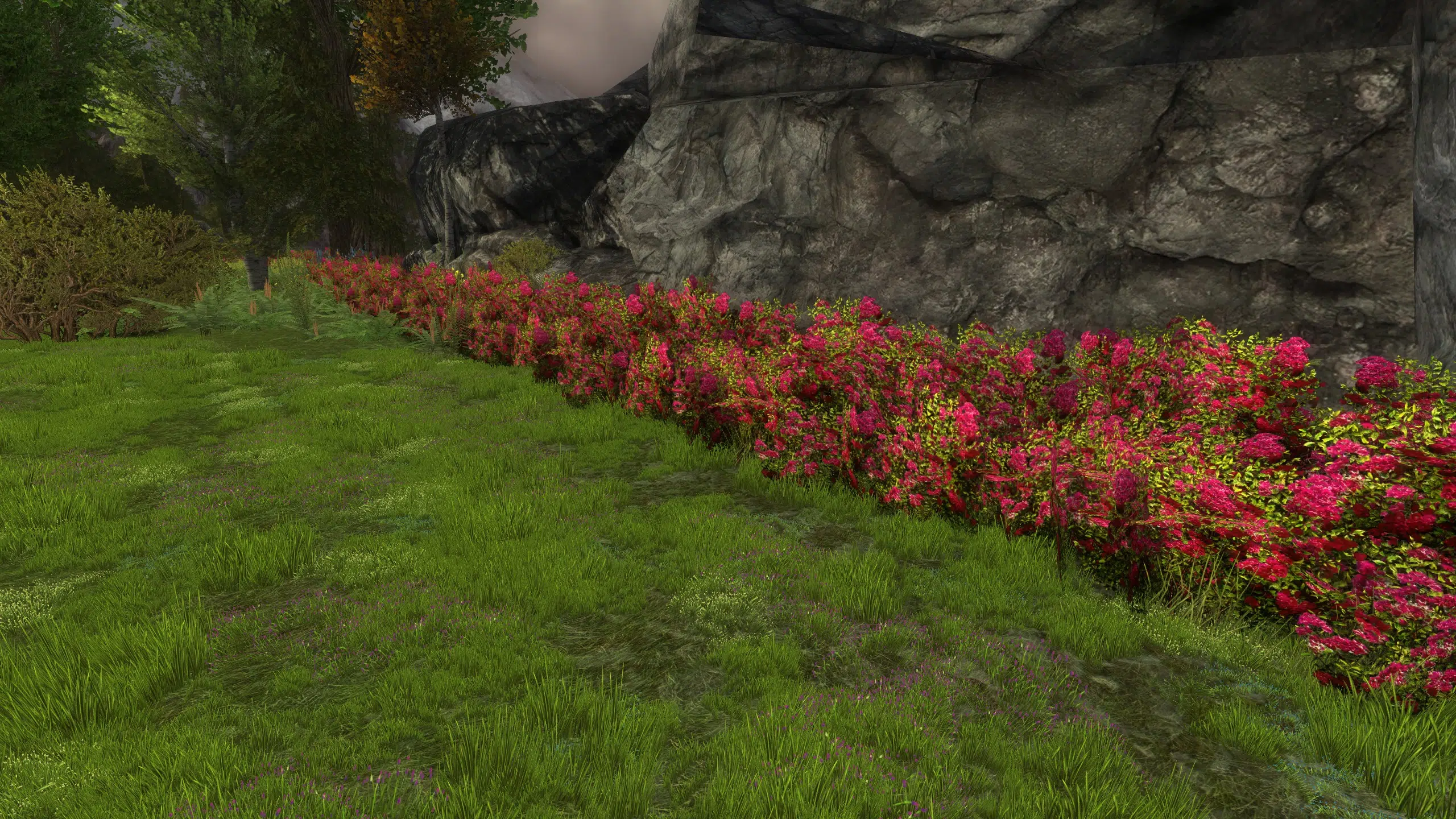 Red Rose Hedge